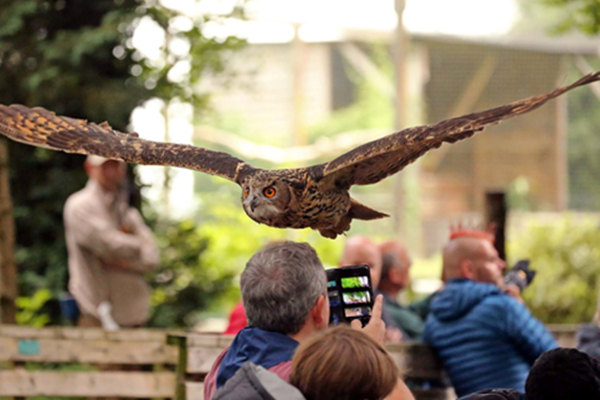 Hawk Conservancy